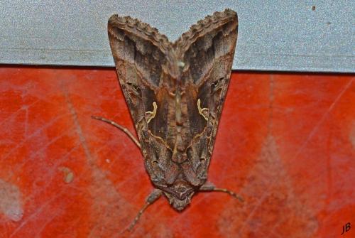 Autographa gamma